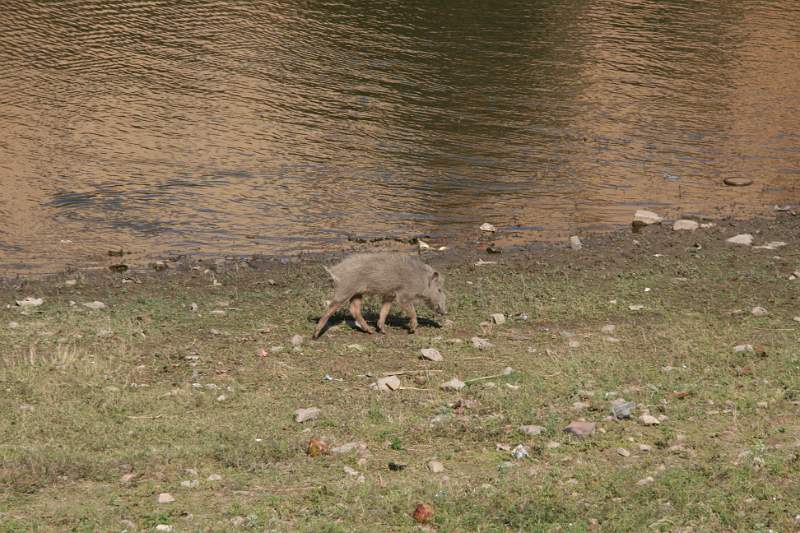 India & Nepal 2011 - 1370